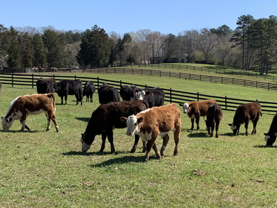 Herd of cattle grazing in a fenced grassy pasture with trees and rolling hills