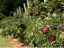 Ripe red apples hanging from a branch in a row of orchard trees