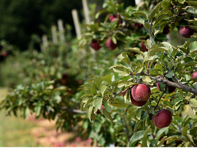 Ripe red apples hanging from a branch in a row of orchard trees