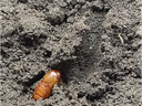 corn earworm pupae in a cutout layer of soil. Pupal chamber is also visible