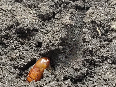 corn earworm pupae in a cutout layer of soil. Pupal chamber is also visible
