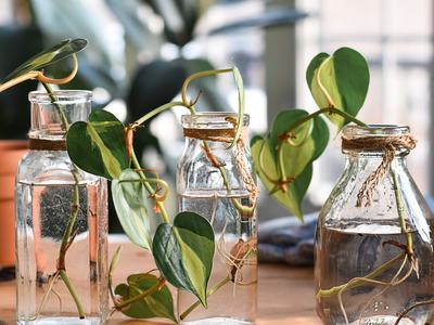 plant propagating in water in clear glass vases & jars