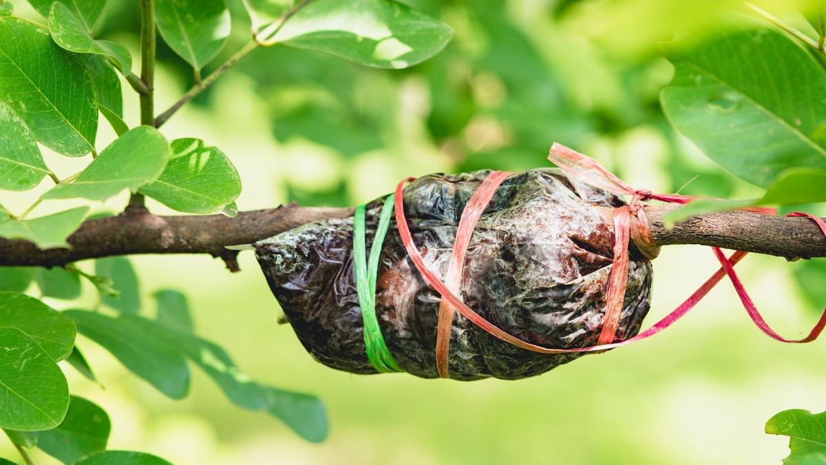 propagation by air layering technique