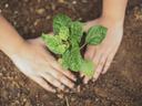 hands planting plant in soil