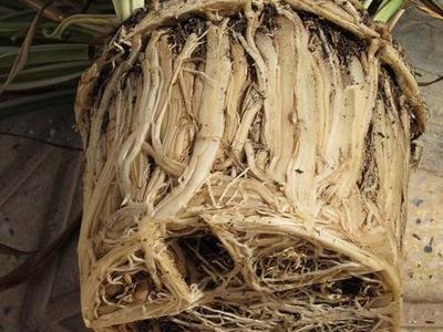 Root bound spider plant