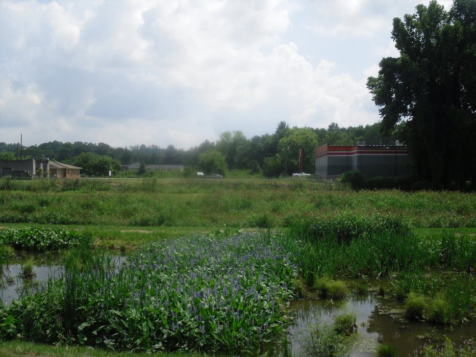 wetland