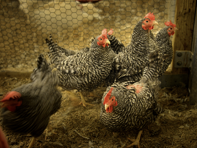 Chickens in coop