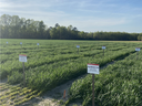 wheat field day variety plots