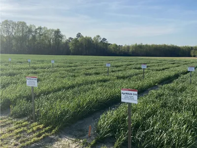 wheat field day variety plots