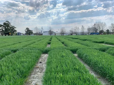 Wheat field