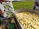 squash in wash bin before it get's packed for sale