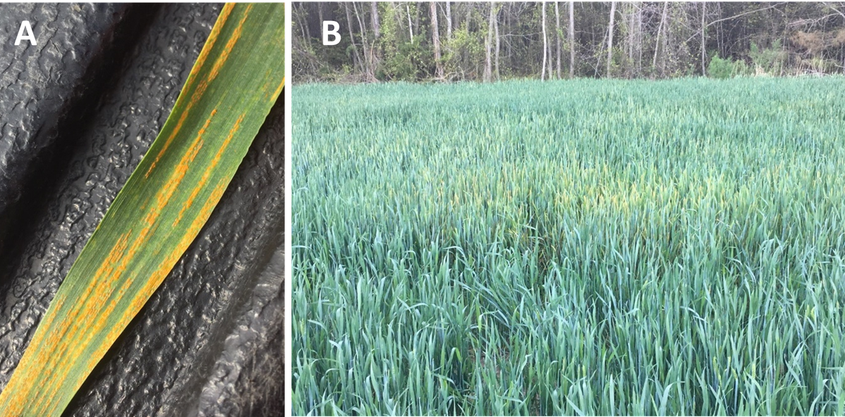 A: grass leaf with orange rust streaks; B: cereal field with patchy yellowing