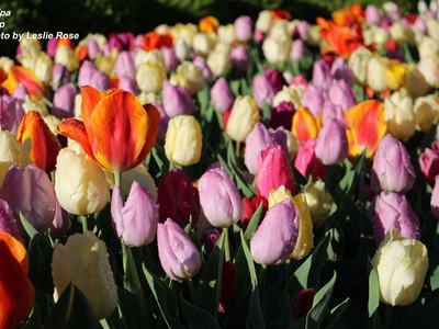 Tulips