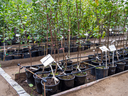 Potted trees at nursery
