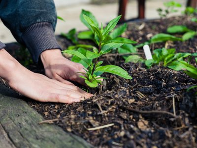 Planting, Gardening in NC, NC Weather, North Carolina Weather, When Does it Frost in NC, NCAA, Union County, Charlotte