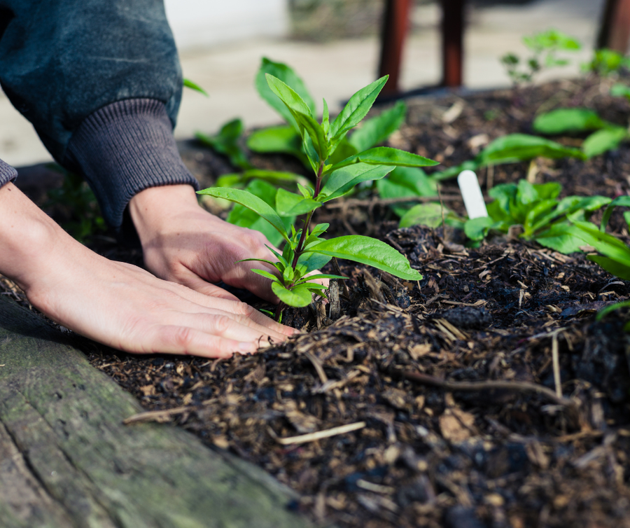 Planting, Gardening in NC, NC Weather, North Carolina Weather, When Does it Frost in NC, NCAA, Union County, Charlotte