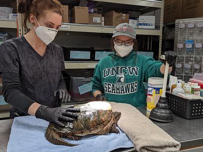 Two masked handlers examining a large turtle on a toweled table; sweatshirt reads UNCW SEAHAWKS.
