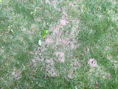 formica ant mound