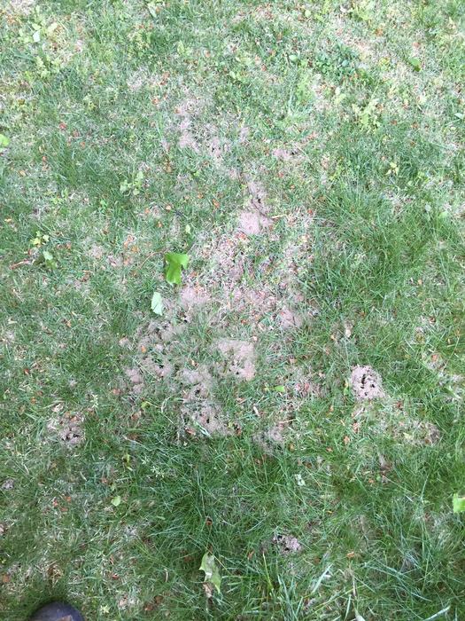 formica ant mound