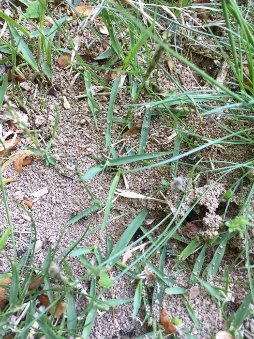 field ant mound