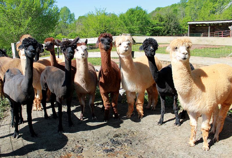 Alpacas on shearing day.