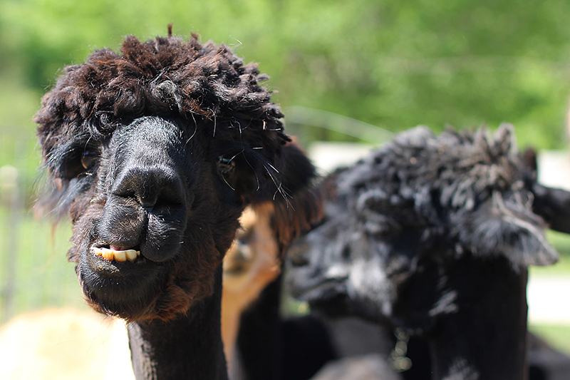 Dark alpaca showing bottom teeth, other alpacas blurred behind outdoors