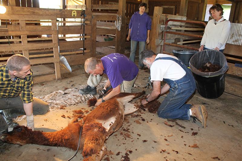 Alpaca shearing at Black Tulip Alpaca Farm