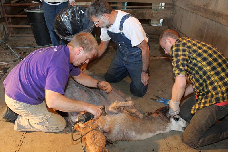 Alpaca shearing at Black Tulip Alpaca Farm