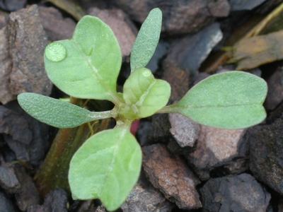 broad leaves, with indented tips