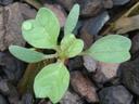 broad leaves, with indented tips