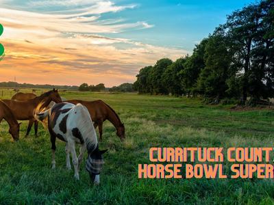 horses in a field