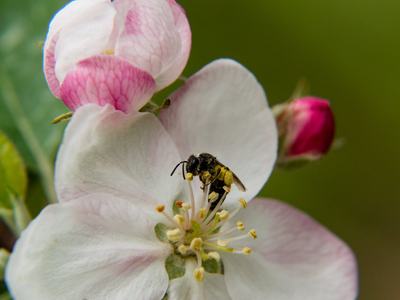Bee on apple flower