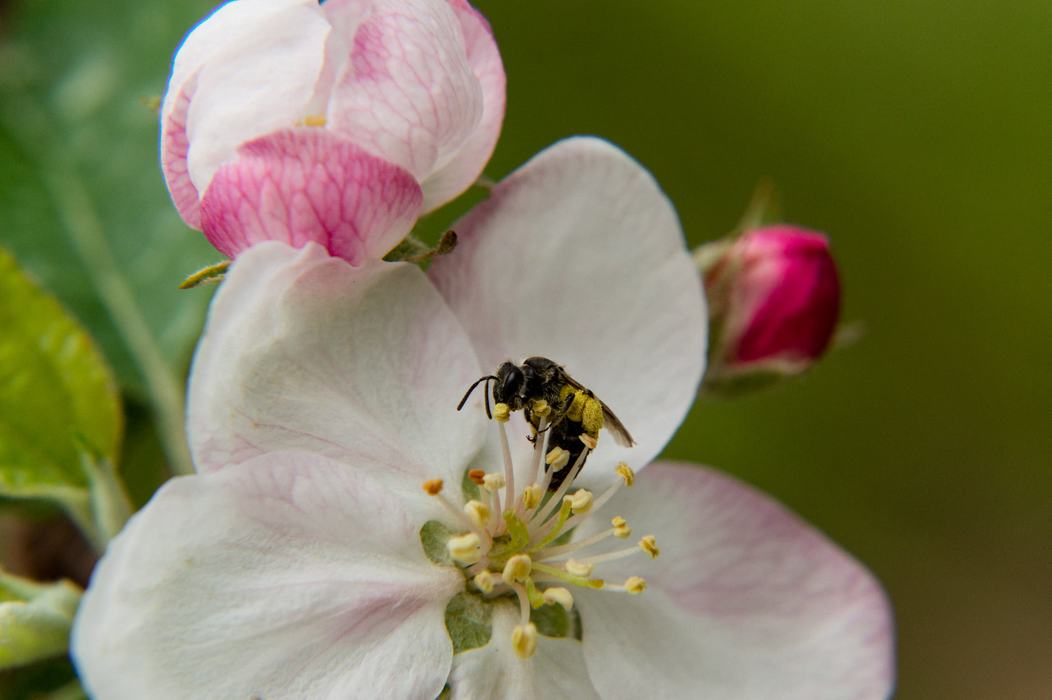Bee on apple flower