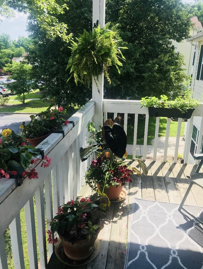 pots of flowers on railings