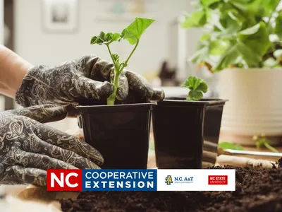 plant propagate