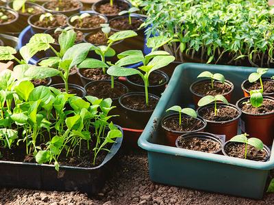 A dozen seedlings in small pots.