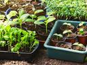 A dozen seedlings in small pots.