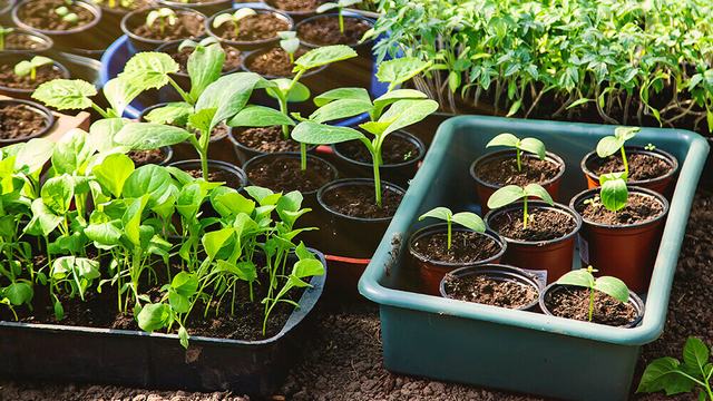 A dozen seedlings in small pots.