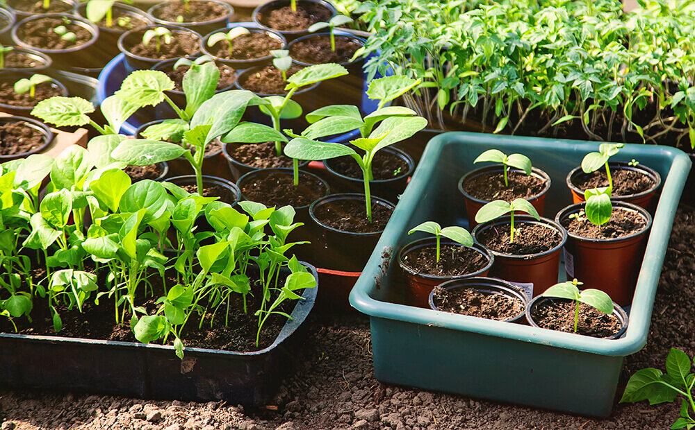 A dozen seedlings in small pots.