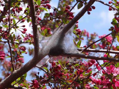 eastern-tent-caterpillar tent Photo by SD Frank