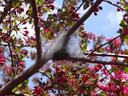 eastern-tent-caterpillar tent Photo by SD Frank