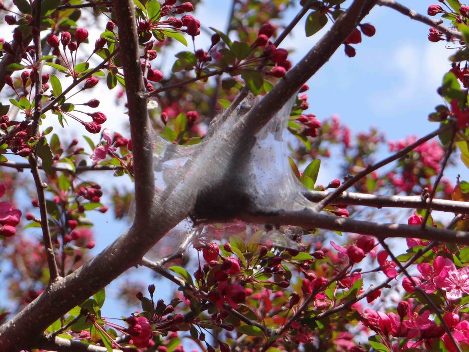 eastern-tent-caterpillar tent Photo by SD Frank