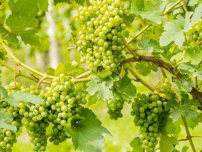Vinedressers