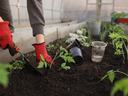 planting greenhouse plants