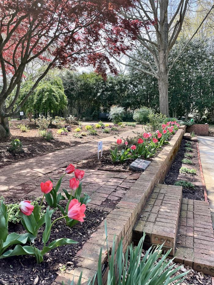 Brick garden path and raised beds lined with pink tulips under trees