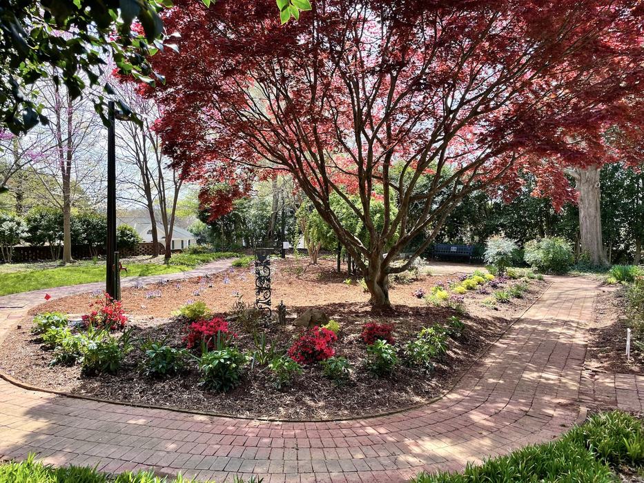Japanese maple with red leaves over circular flowerbed and brick paths