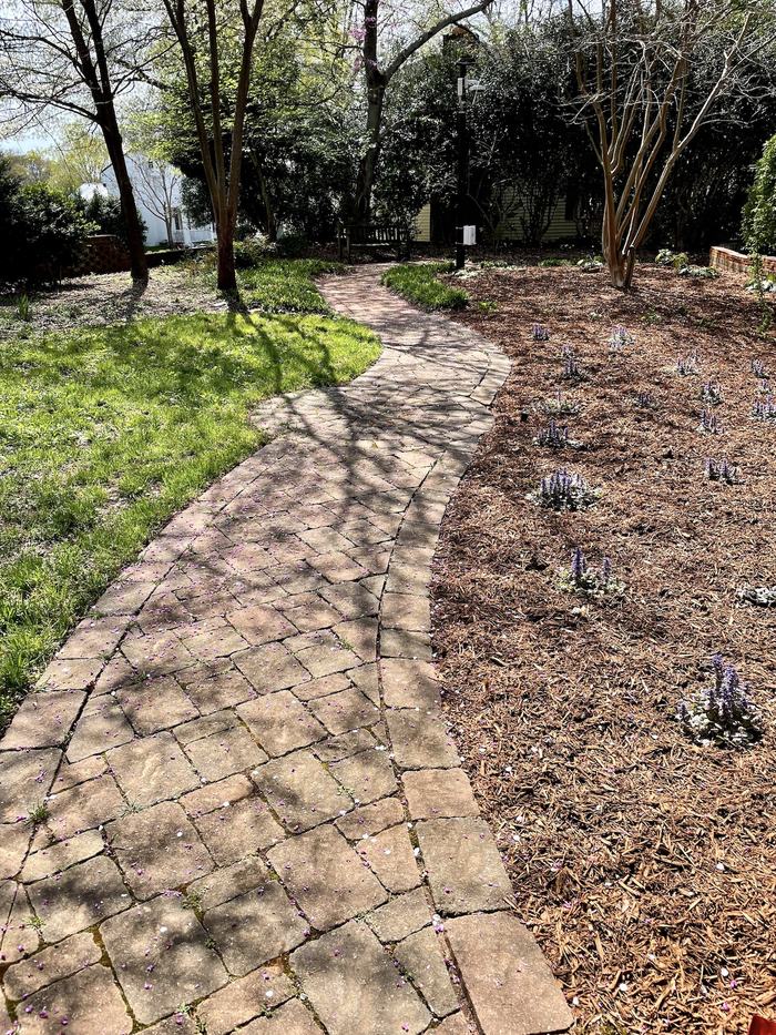 Curved brick garden path between lawn and mulched bed with small purple flowers