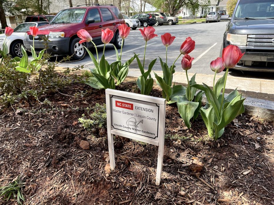 Pink tulips by a white sign reading "NC STATE EXTENSION Master Gardener | Lincoln County"