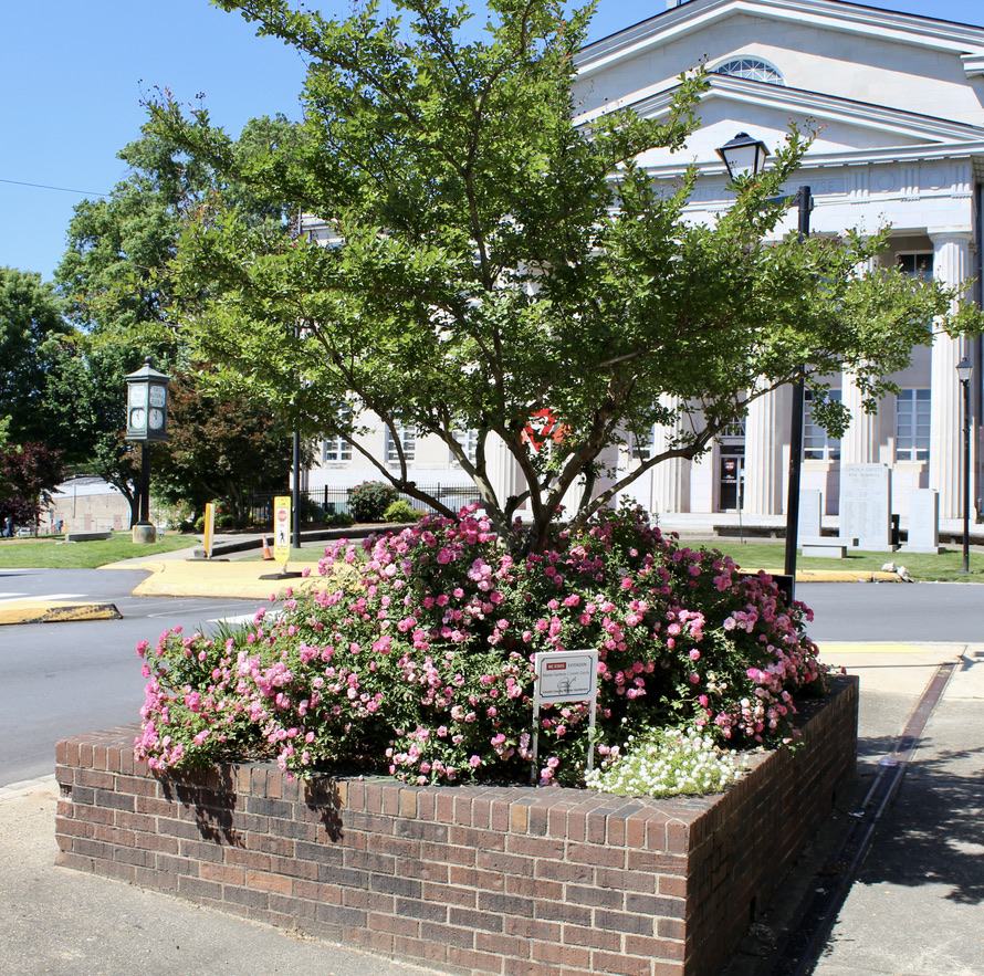 Brick planter with pink roses and a small tree in front of a neoclassical courthouse