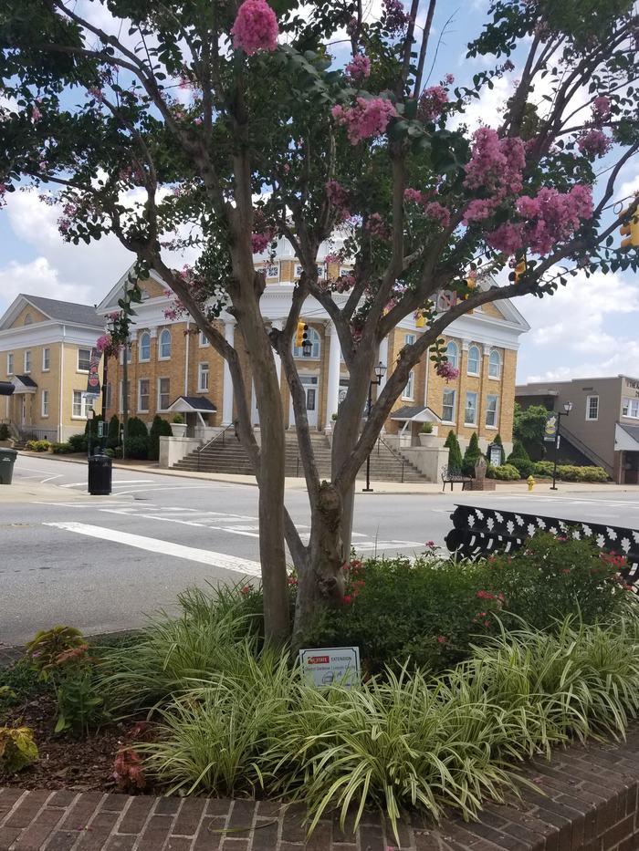 Crape myrtle tree with pink blossoms in a planter in front of a courthouse